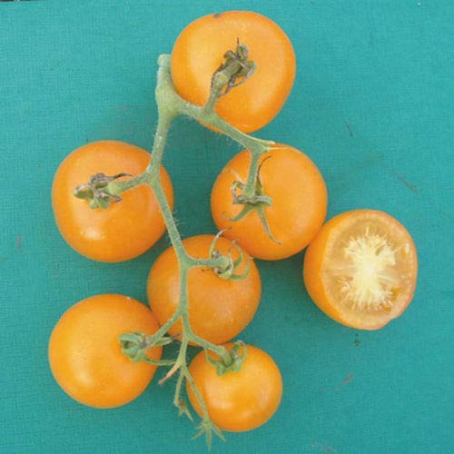 Suffolk Herbs - Organic Tomato Yellow Perfection - 50 Seeds by Wafer
