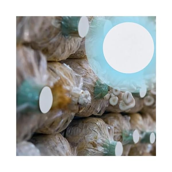 GORGECRAFT-100PCS-2-Speeds-Synthetic-Filter-Discs-90mm-Diameter-Quantitative-Filter-Paper-Circles-Slow-FlowFast-Speed-Wide-Mouth-Size-Funnel-Filter-Paper-for-Buchner-Funnel-Mushroom-Cultivation GORGECRAFT-100PCS-2-Speeds-Synthetic-Filter-Discs-90mm-Diameter-Quantitative-Filter-Paper-Circles-Slow-FlowFast-Speed-Wide-Mouth-Size-Funnel-Filter-Paper-for-Buchner-Funnel-Mushroom-Cultivation