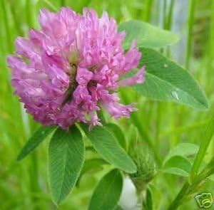 Shelled Warriors Red Clover Seeds- Suitable for all species of tortoises, rabbits (50g)
