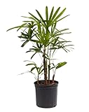 Rhapis Excelsa Palmera de Salón Natural y Resistente