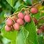 Actinidia arguta Weiki