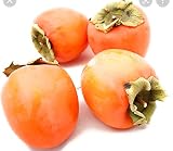 Farmmarket Persimmon Hachiya 5LBS