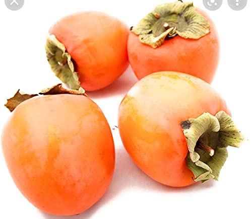 Fresh Persimmons Hachiya 5 LBS