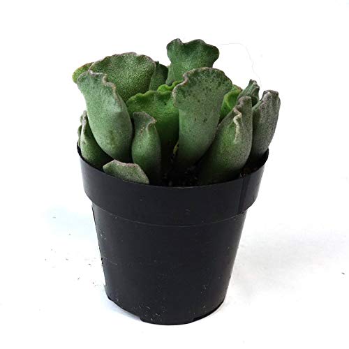 Amazon.com : Key Lime Pie | 2.5 inch | Crinkle-Leaf | Adromischus Cristatus  | Live Succulent : Patio, Lawn & Garden