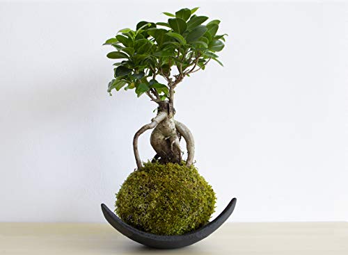 Kokedama d'Intérieur...
