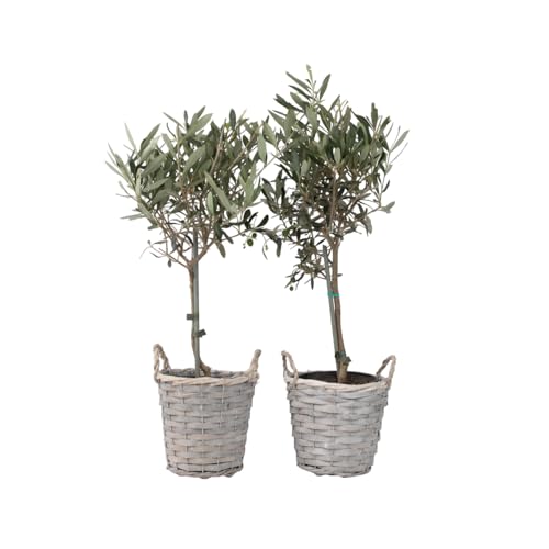 Plant in a Box - Olea Europaea - Set of