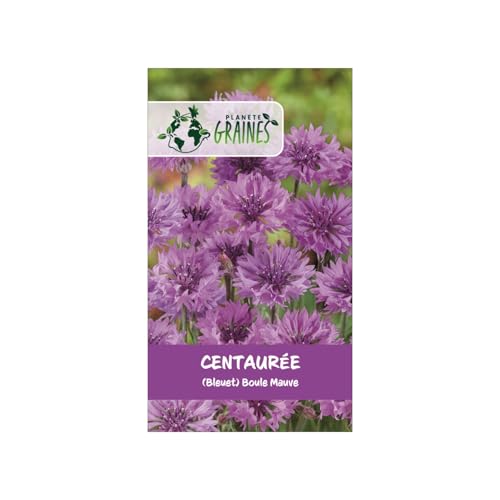 500 graines de fleurs centaurée cyanus 'mauve ball' — bleuet violet intense double annuel pour jardins champêtres, massifs et fleurs à couper