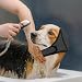 MiOYOOW Hunde Schwimmkappen, Verstellbare Hund Ohrenschützer zum Baden und Schwimmen, Hund Beruhigungshaube für Schutz Beim Baden Im Sommer
