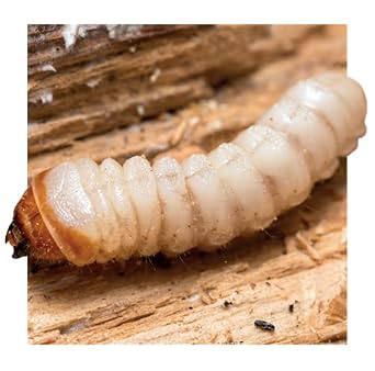 SAFEGUARD Soluguard Woodworm Treatment - Insects, Ready For Use High Strength Woodworm Killer Spray (500ml, Pale Yellow Liquid)