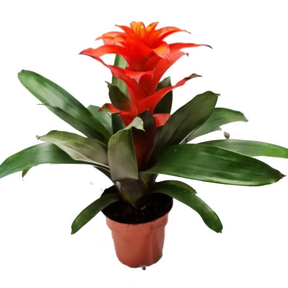 Guzmania Color Rojo | DECOALIVE | Planta de Interior | Planta Natural con Flores Rojas