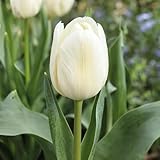 DUTCH BULBS EXCLUSIVE PLANTS FROM HOLLAND