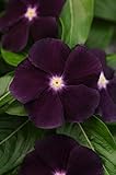40+ Ocean Black Moon Vinca Flower Seeds/Annual