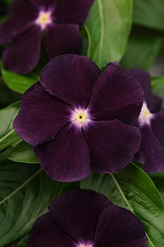 40+ Ocean Black Moon Vinca Flower Seeds/Annual 40+ Ocean Black Moon Vinca Flower Seeds/Annual