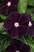 40+ Ocean Black Moon Vinca Flower Seeds / Annual
