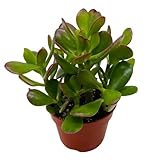 BubbleBlooms Jade Succulent in a 4 inch Pot Crassula ovata