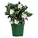 AMERICAN PLANT EXCHANGE Gardenia Bush Miami Supreme Live Plant, 6" Pot, Indoor/Outdoor Air Purifier