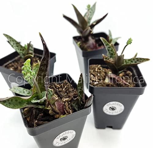 Silver Squill Leopard Lily Houseplant | Ledebouria Socialis Succulent Plant In 3" Pot (Ships From Malibu Tropical Nursery In California) #TOP4