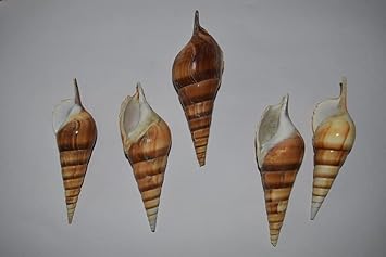 Aquarium Decor for Fish Tank Sea Shells 10 Pcs