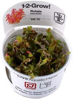 Amazon Tropica 水草 ロタラ マクランドラ 1 2 Grow 無農薬 スネール無し 2カップ 増子水景 生体 水草 通販