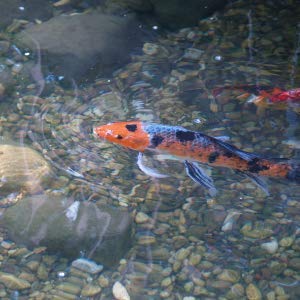 Crystalclear Onefix - Natural Water Clarifier - 1 Gallon Treats Up To 48,000 Gallons #TOP3