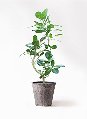 Amazon Hitohana ひとはな フィカスベンガレンシス8号曲り フォリオソリッドブラックウォッシュ 観葉植物 オンライン通販