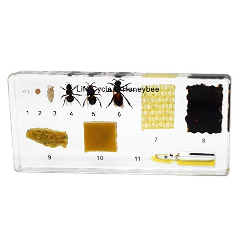 Spécimen de cycle de vie d'abeille pour comprendre la métamorphose sans manipuler d'insectes