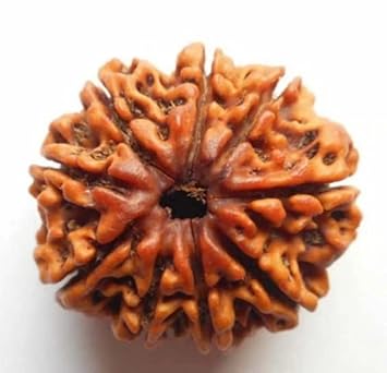 QUEEN-GEMS Premium & Precious Napali 9 Mukhi Rudraksha Original Certified Nav Mukhi Rudraksha Nine Faced Beautiful Brown Beads for Wearing & Pooja Purpose 9.