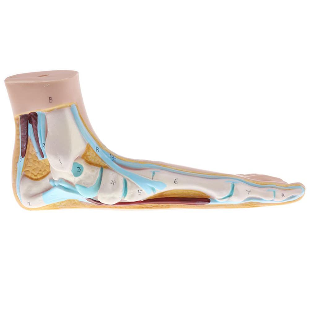 Lot de 3 pieds humains normaux arqués - Modèle anatomique coloré - En PVC