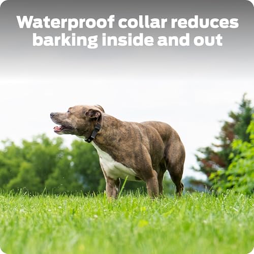 Collier anti-aboiement Premier Pet en action lors d'une balade extérieure