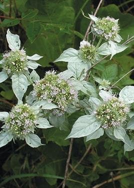 Hoary Mountain Mint (Pycnanthemum incanum), paquete de semillas, verdadera semilla nativa