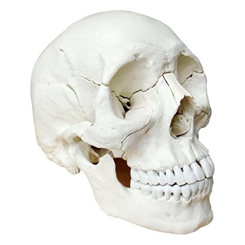 Wellden Medical Anatomical Adult Osteopathic Skull Model, 22-Part, Life Size, Bone Color Cover