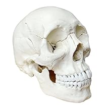 Wellden Medical Anatomical Adult Osteopathic Skull Model, 22-Part, Life Size, Bone Color