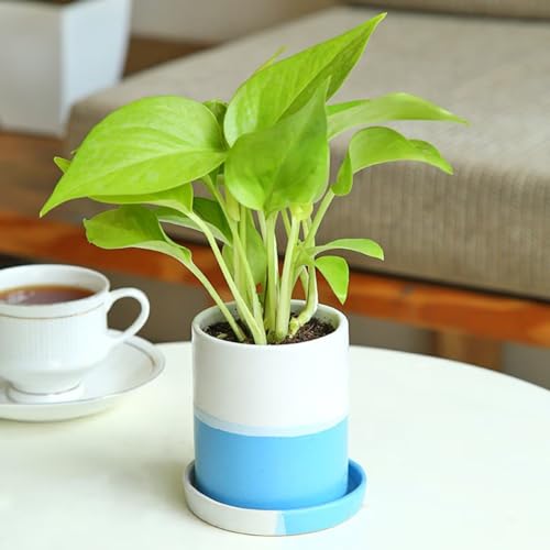 Image of Floweraura Magnificent Money Live Indoor Plant with Decorative Ceramic Vase Pot for Living Room, Table Decor, Office /Home Decoration (Same Day Delivery),Blue, White