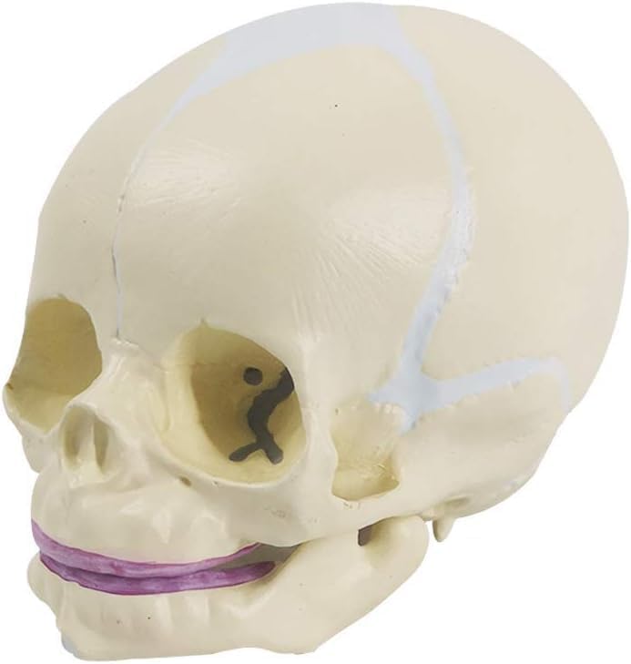 Image of ✮ Fetus Skull Model ✮ With Articulating Jaw ✮ Premium Anatomical Model