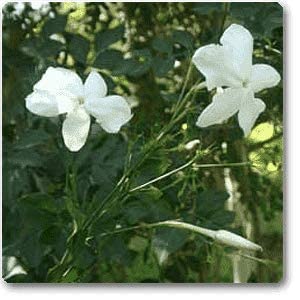 Mphmi Plant Jai Plant Juhi, Jasminum Auriculatum - Plant Jasmine Molle Indian Jasmine Juhi