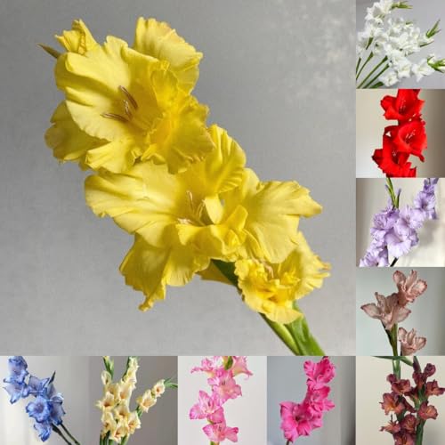 12 pcs Gladiolen Zwiebeln Winterhart Mehrjährig, Blumen Geschenk Seltene Pflanzen Gladiolen, Gladiolus, frühlingsblumen zwiebeln, zimmerbonsai bonsai blumenzwiebeln mehrjährig winterhart,