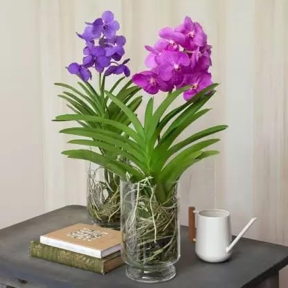 Orchid flowers "Combo Best Exotic Phalaenopsis Orchids" Grafted hybrid - 2 Healthy Live Super Yielding Early Flower Plant 1-1.5 Ft Height in Nursery Grow Bag for Home Garden (B0CTCC49Y4) Amazon Price History, Amazon Price Tracker