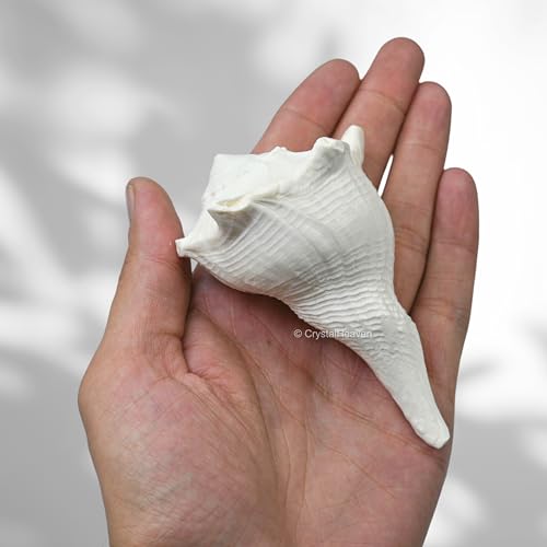 Image of Crystal Heaven Dakshinavarti Shankh Original - 3 to 4 inch inches Large Dakhinabarti Sankha for Puja Original Conch Shell - Natural Dakshinmukhi Shankh for Pooja, Meditation and Gifts