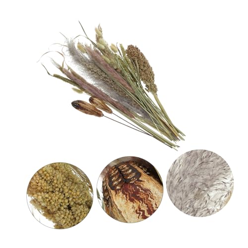 Ramo de pasto pampas seco para decoración miniatura 3