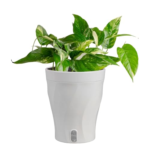 Costa Farms Albo Variegated Pothos Live Plant in Self Watering Pot, Air Purifying Indoor Houseplant, Perfect for Home, Room, or Office Decor, Great House Warming or Birthday Gift, 12-18 Inches Tall