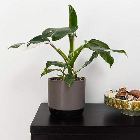 Philodendron erubescens 'White Knight' Potted Plant Cover