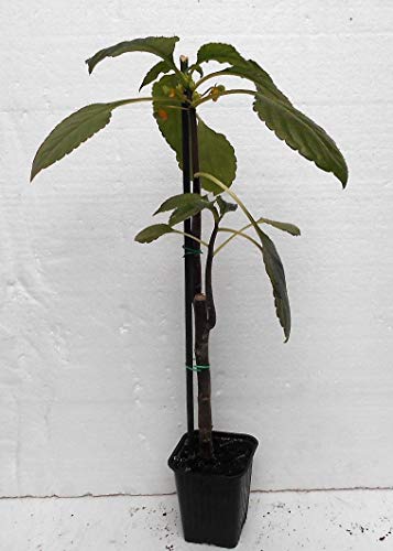 Portal Cool Un jeune Impatiens niamniamensis, Parrot usine (Congo Cockatoo)