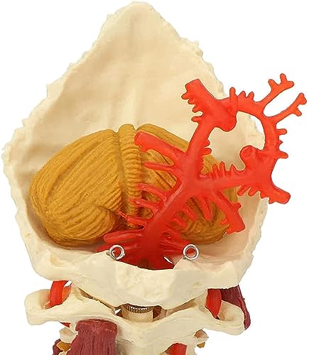 Modèle anatomique d'araignée cervicale de 18 cm pour réviser à la maison - 5