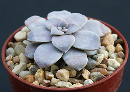 Graptopetalum Pentandrum | Five Stamen Graptopetalum | Rare Flower Succulent Plant #TOP2