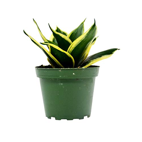 Sansevieria trifasciata, Snake Plant (VAR. laurentii) - Plant