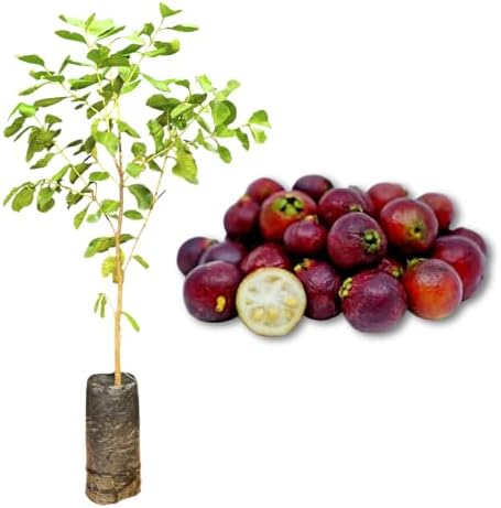 Muda de Araçá Vermelho - Rápida Produção - Produz em Vasos