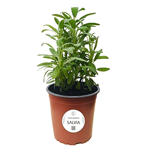 Salvia Officinalis Natural Planta de Hojas Aromáticas