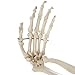 Rudiger Anatomie Premium Human Arm Skeleton Model, Life-Size 14