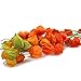 Produktbild Dutch Masters in Dried Flowers Getrocknete Lampionblumen | Natürlich getrocknete Physalis | Dekoblumen Strauß Kapstachelbeeren | 70 cm