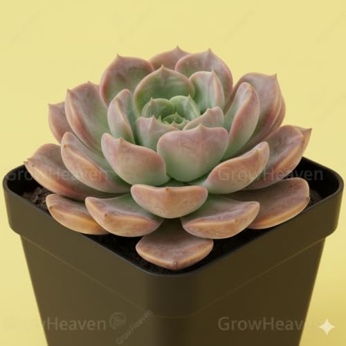 Image of Live Laxmi Kamal and Vishnu Kamal Succulent Plant with Double Plastic Pot | Good Luck Indoor & Vastu Plant for Home, Office or Garden Decor | Pack of 1 (laxmi kamal plant)
